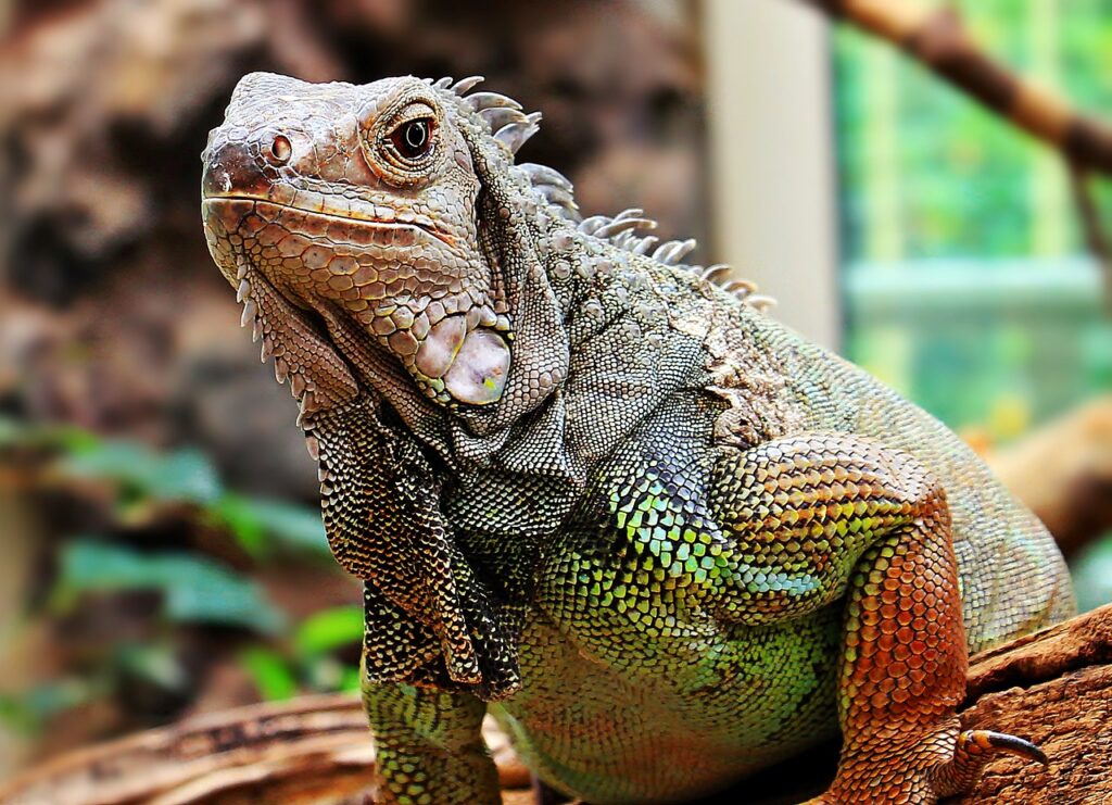 iguana, reptile, zoo-1654234.jpg