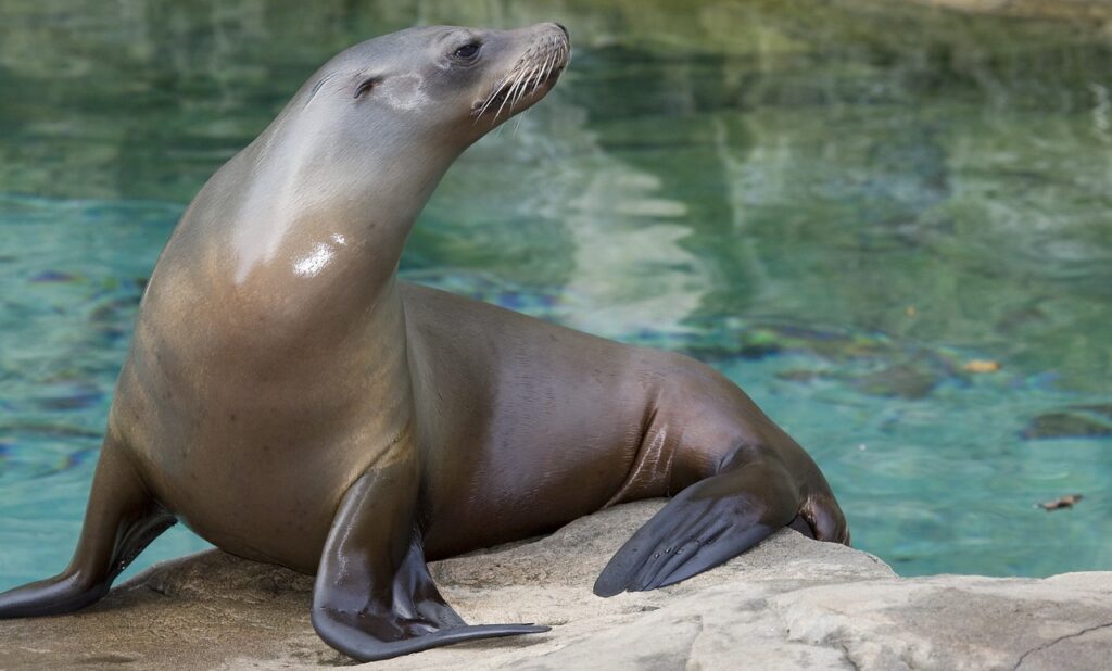 the north pacific sea lions, nature, steinmann sea lions-2403928.jpg