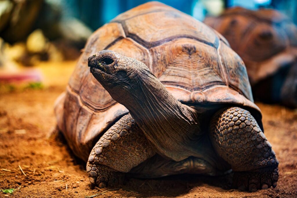 tortoise, animal, wildlife-7584641.jpg